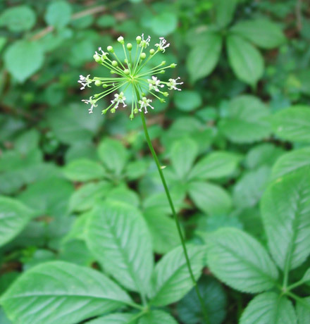 トチバニンジン - 日光植物園 - Panax japonicus