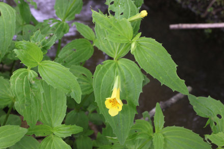 オオバミゾホオズキ Web版 鳥取県植物誌