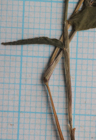キタササガヤ: web版 鳥取県植物誌 キタササガヤ: web版 鳥取県植物誌