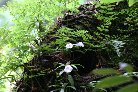 シシンラン: web版 鳥取県植物誌