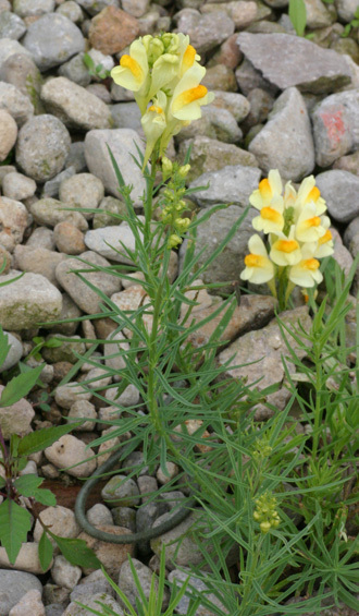 ホソバウンラン: web版 鳥取県植物誌