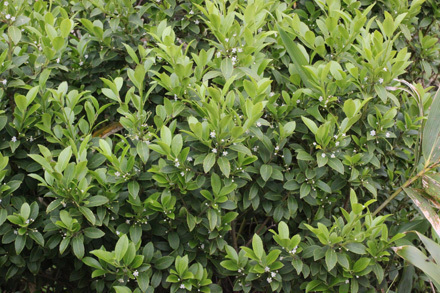 クロソヨゴ: web版 鳥取県植物誌
