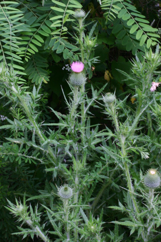 アメリカオニアザミ Web版 鳥取県植物誌