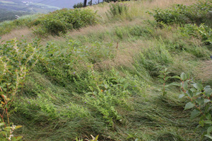 з̌17.8.11(1-2)IMG_8860.jpg