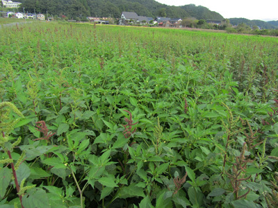 ナガエノセンナリホオズキ Web版 鳥取県植物誌